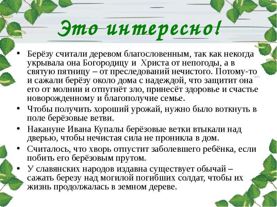 Про берёзу для детей - описание, использование, интересные факты, викторина