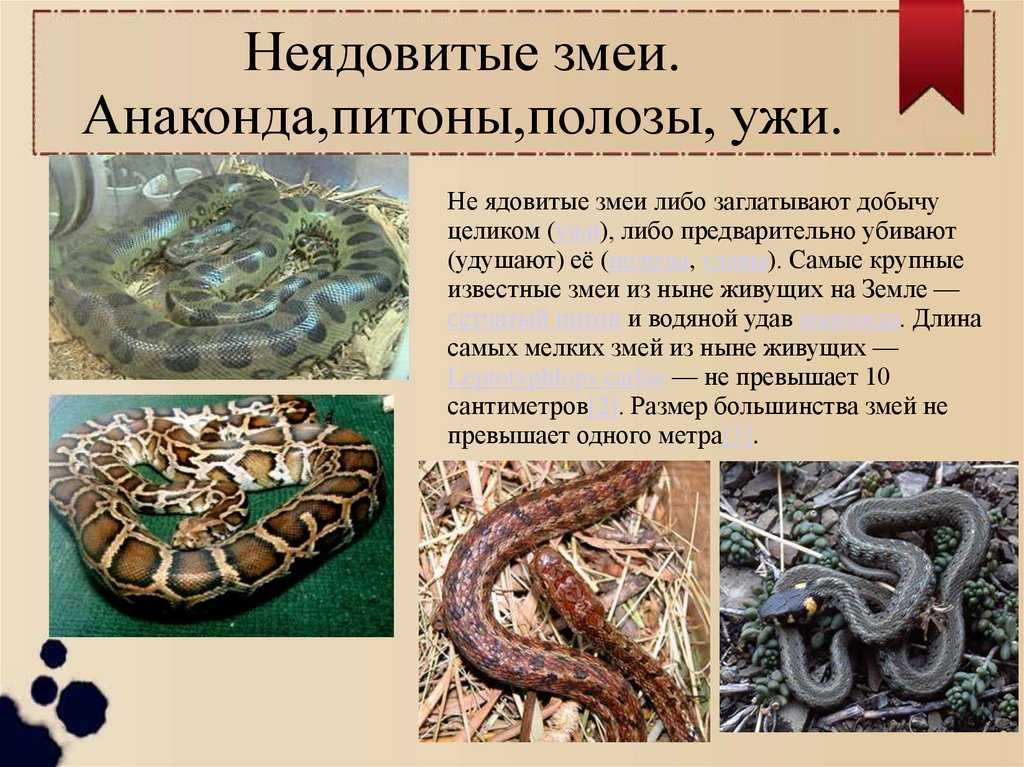 Список областей в россии, где можно встретить ядовитые змеи