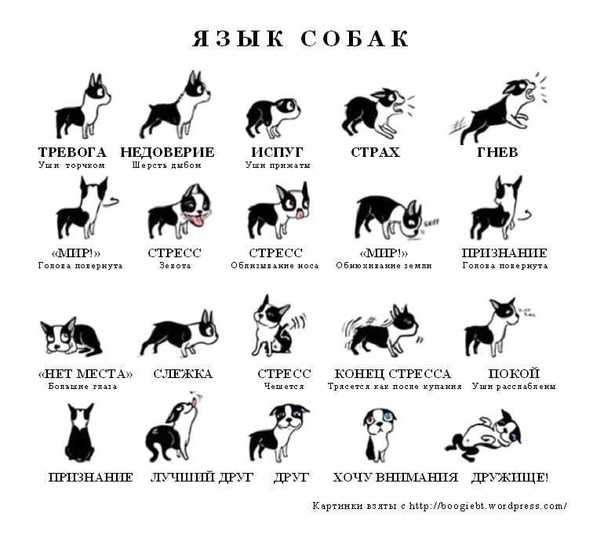 Чушь собачья: значение, происхождение и причины появления
