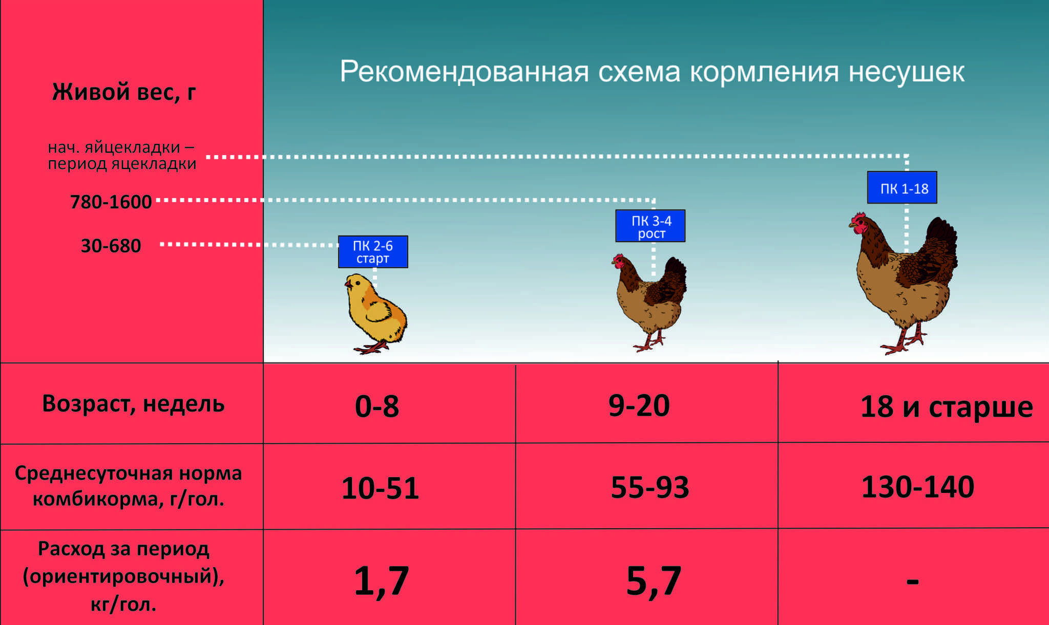 Проект курятника на 200 кур — бизнес-план разведения кур несушек в фермерских и домашних условиях, затраты на открытие - «мега мастер» – строительство и ремонт