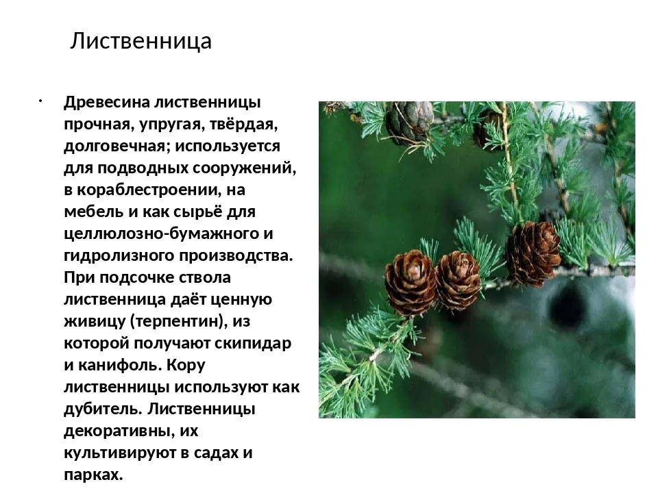 Лиственница