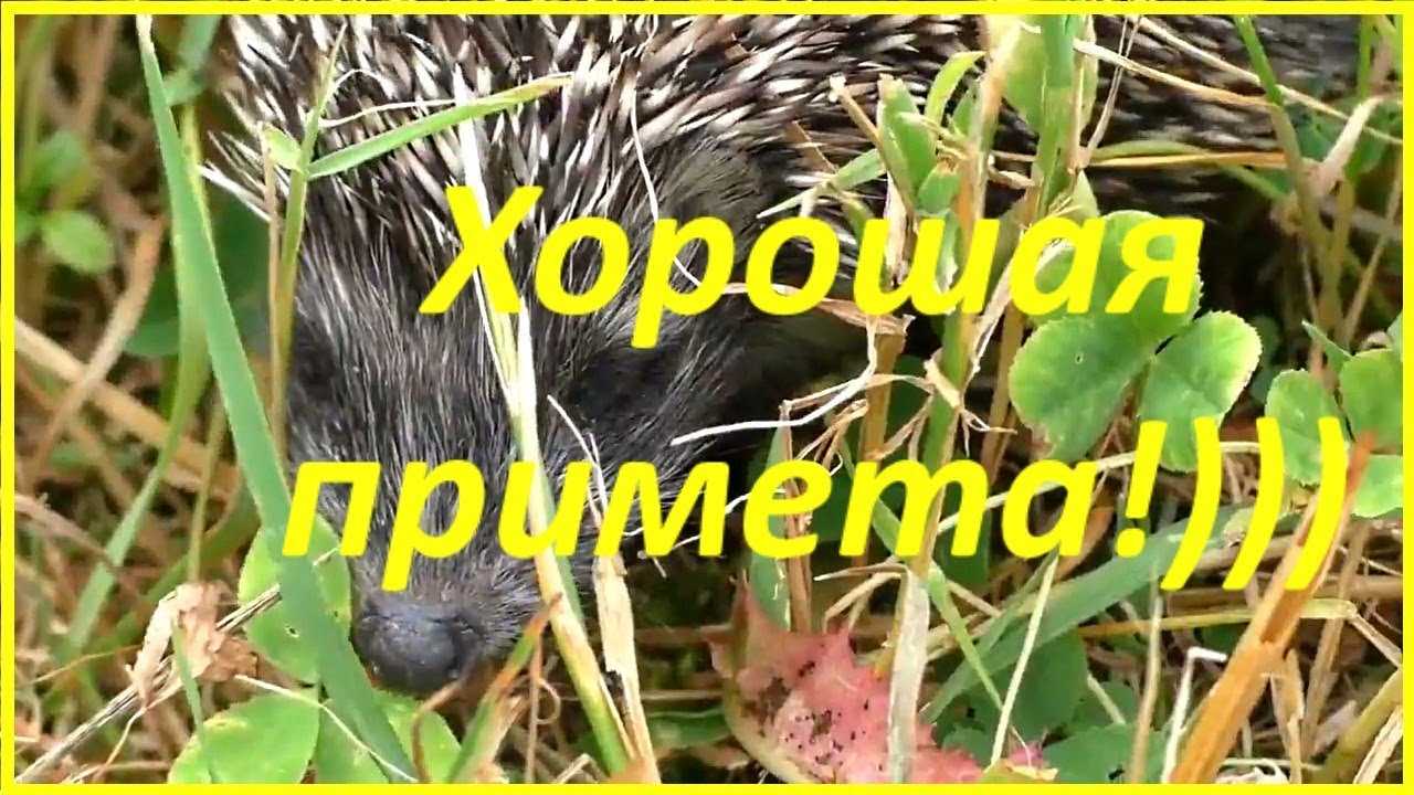 К чему приходит ежик примета. ежики — что символизируют, приметы, что значит встретить их у дома