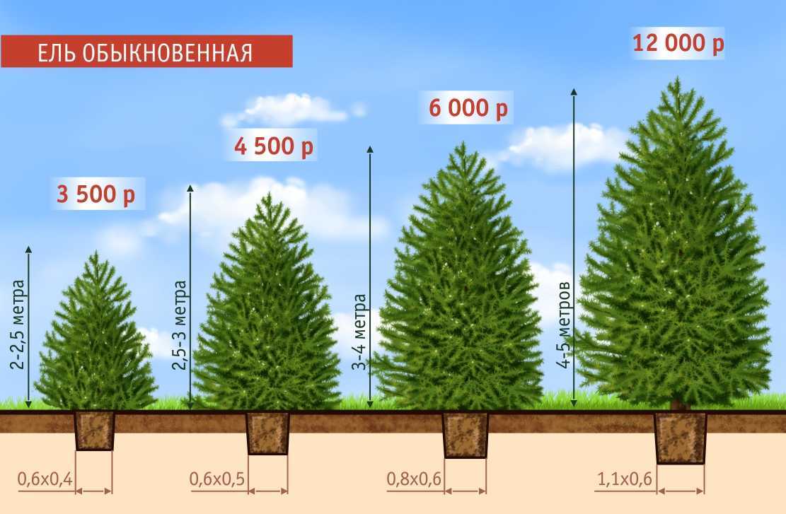 Какой лес растет вместе с дубами