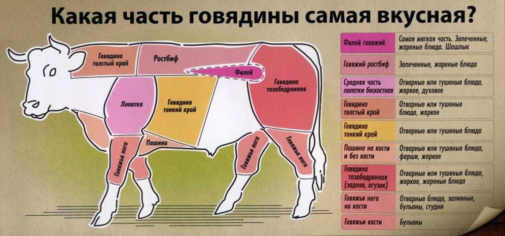 Бык тупогуб тупогубенький бычок у быка бела... - смысл пословицы, значение, толкование | словцо.рф