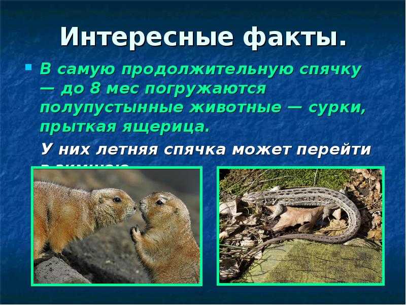 Почему животные погружаются в зимнюю спячку — механизмы выживания в суровых условиях