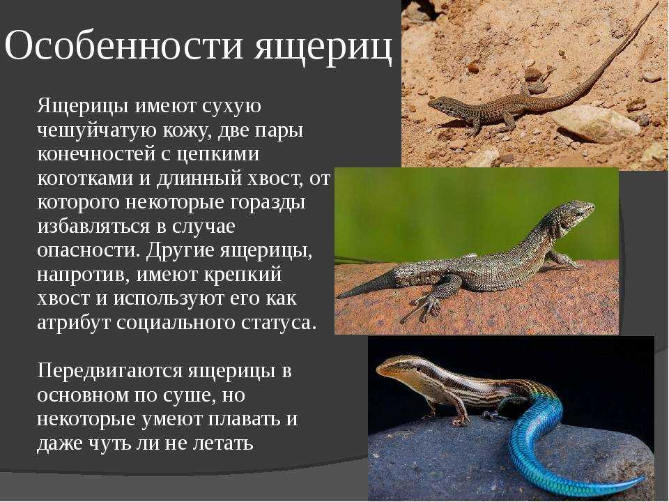 Интересные факты о ящерицах: виды и особенности этих пресмыкающихся | интересный сайт
