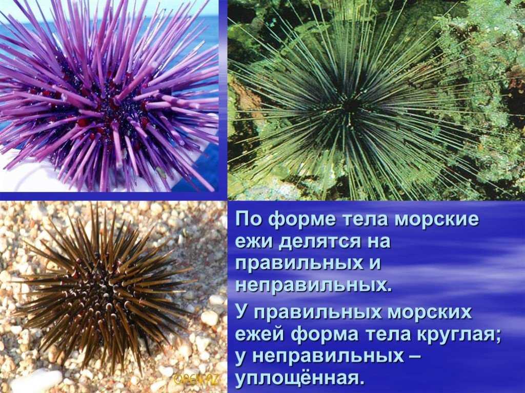 Интересное о морских ежах