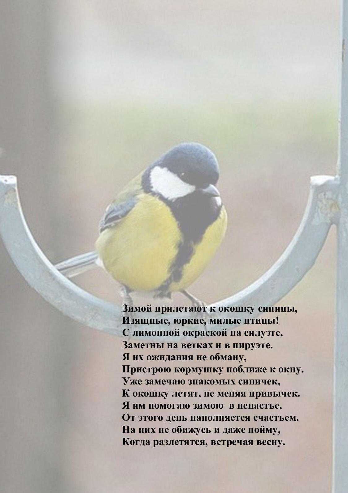 🍀 синица стучит в окно, вести несет — все трактовки древней приметы