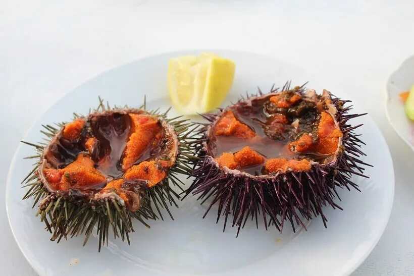 Морские ежи, безопасность и первая помощь - восвод кузбасса