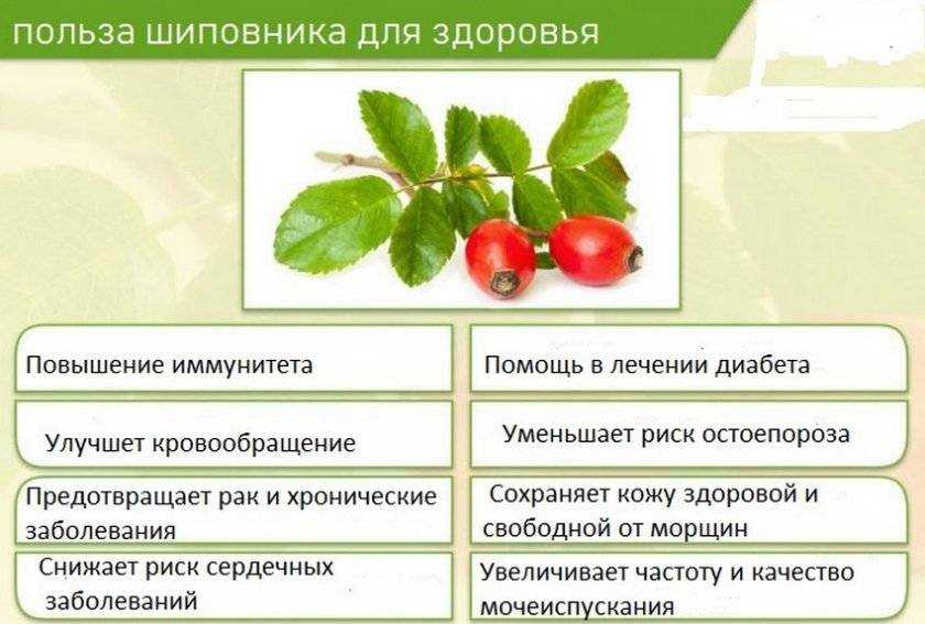 Шиповник - лечебные свойства и противопоказания | применение, описание и фото шиповника.