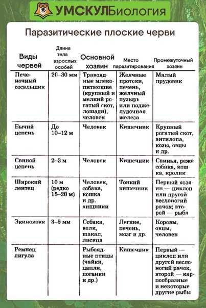 Научное исследование в биологии: основные принципы и методы