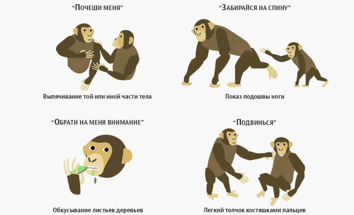 Кошка шипит на хозяина, чужих людей или определенного человека: почему это происходит и что делать?