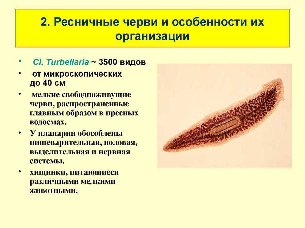 Круглые черви (нематоды)