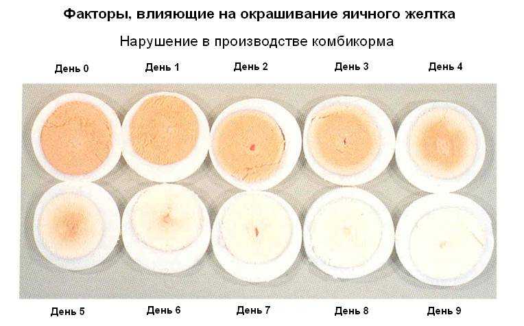 Зеленоватый белок у домашнего яйца. почему куры несут яйца с зелёным желтком. от чего зависит цвет яичной скорлупы