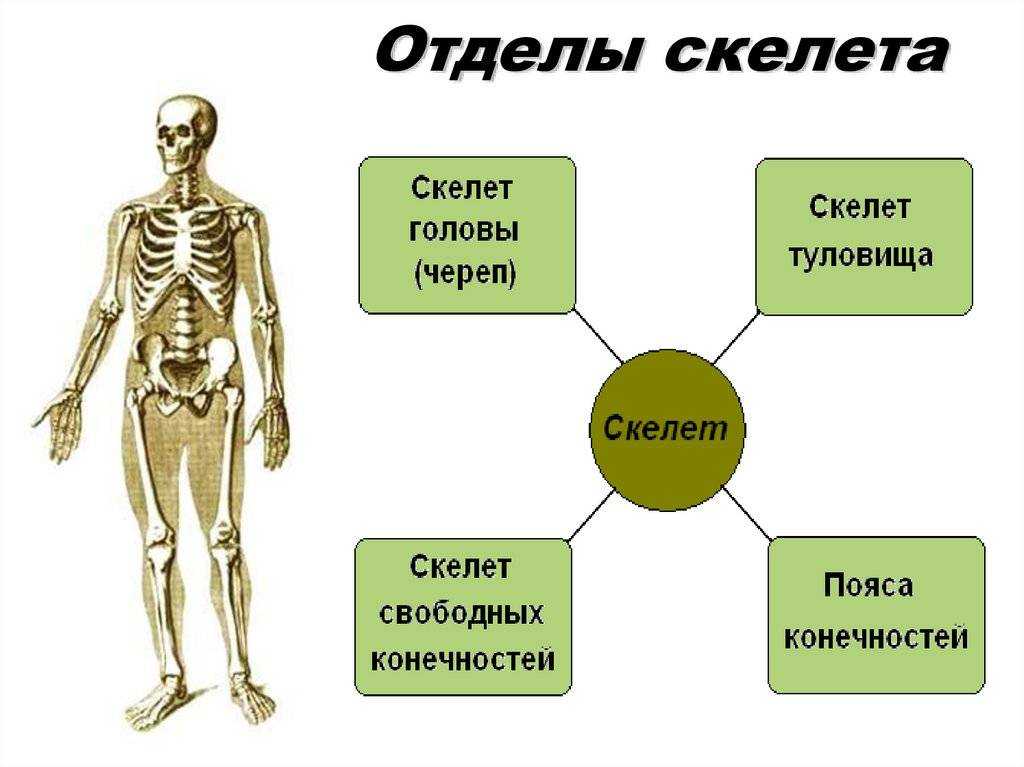 Тяжелая кость: правда или миф?