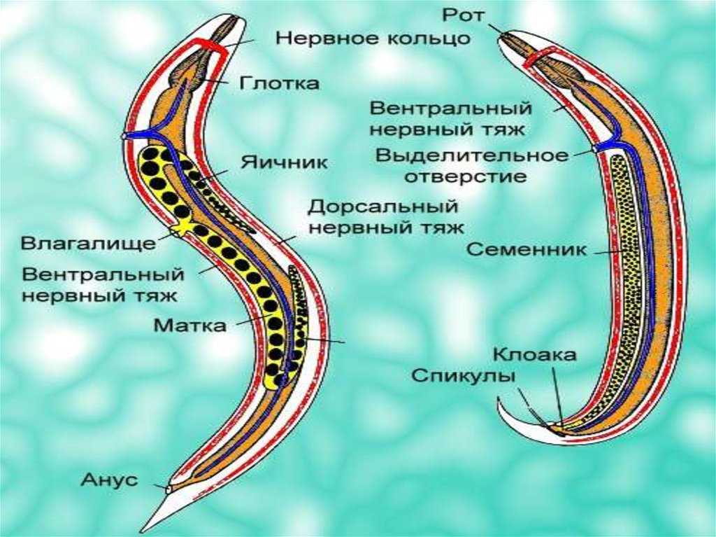 Круглые черви – общая характеристика типа, какие черты строения характерны