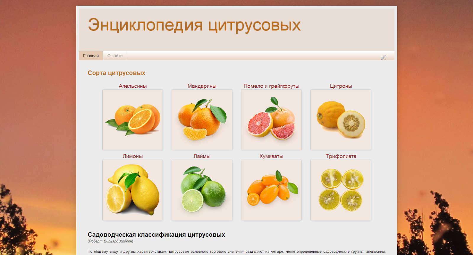 Калорийность 1 шт. апельсина и его польза для худеющих