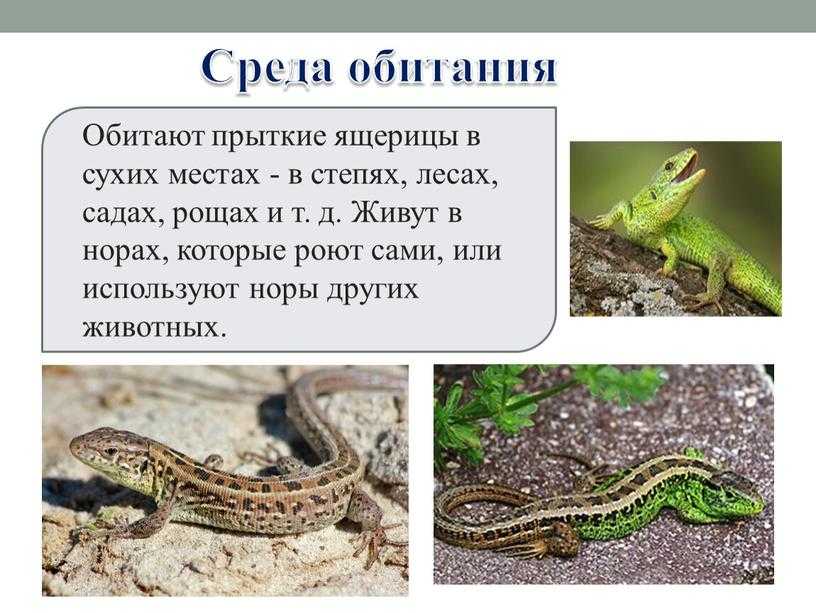 Подотряд ящерицы lacertilia