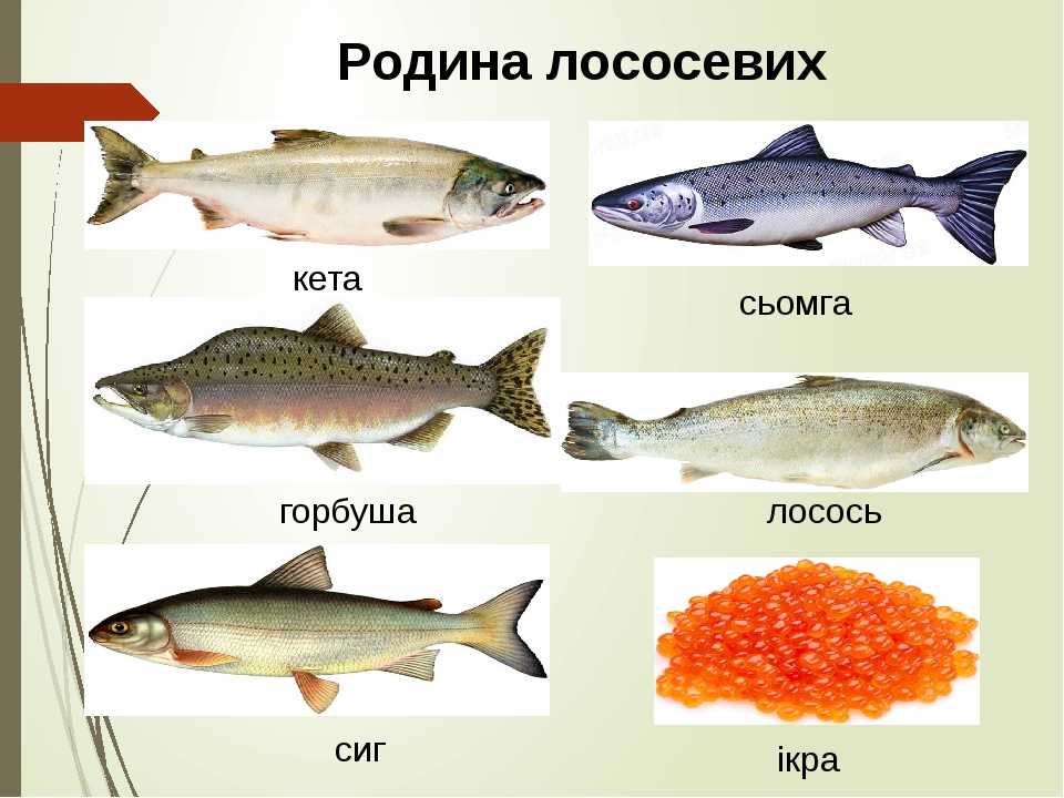 Семга