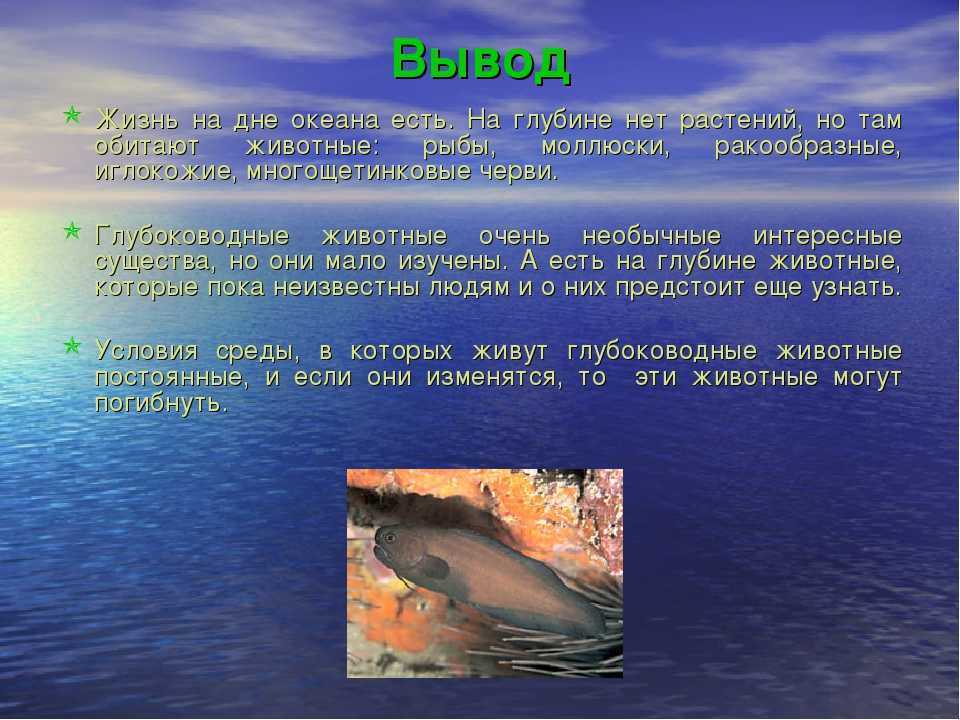 Что такое мировой океан: его части, свойства океанических вод