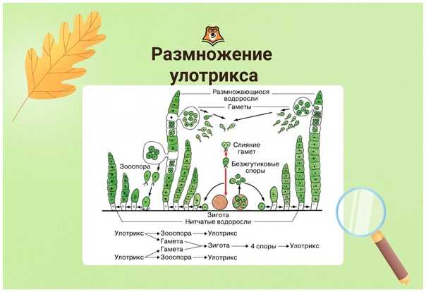 Понятие биологии как науки: кто дал название, признаки, предмет изучения,