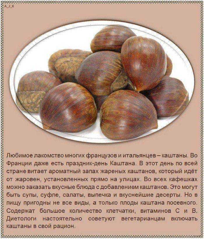Дерево каштан, где растёт, как цветёт и что это за растение