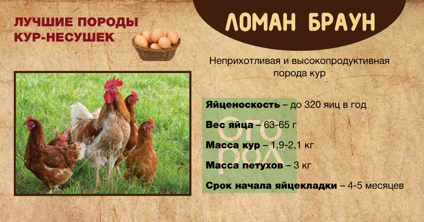 Куры ломан браун: их характеристика и отзывы, фото