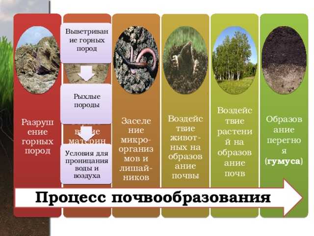 Подзолистые почвы - характеристика, свойства, природные зоны