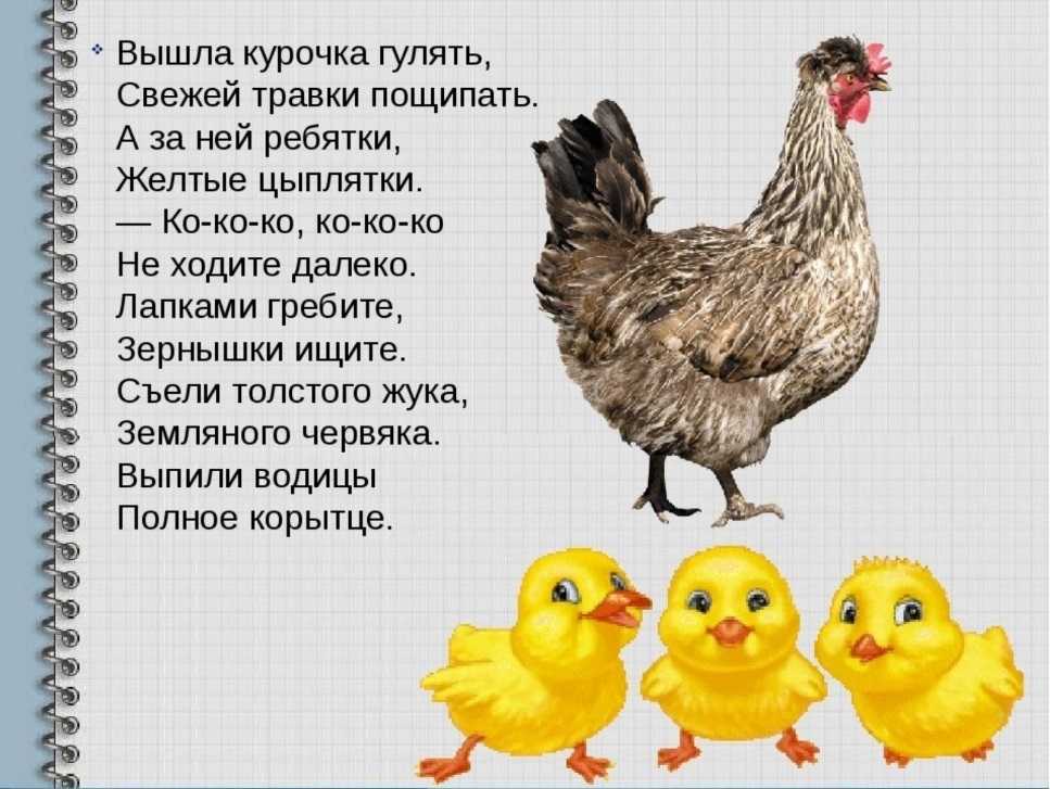 Значение и интерпретация фразеологического выражения "будто квочки с цыплятами" - artikletop.ru