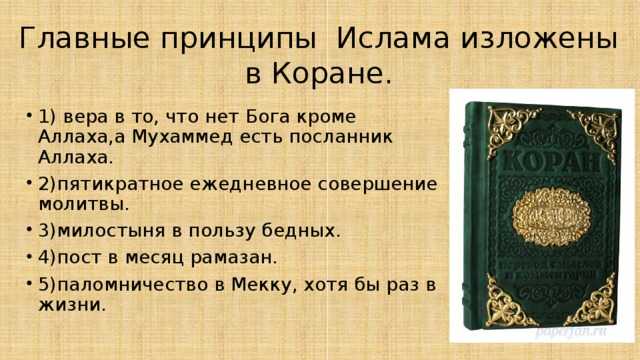 Кошки в исламе: любовь или ненависть?