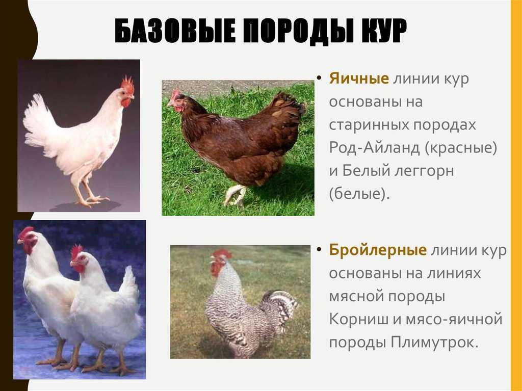 Описание породы кур ломан браун и уайт: характеристики и продуктивность