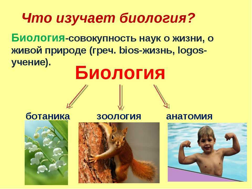 Разделы биологии. объекты изучения. прикладные биологические науки