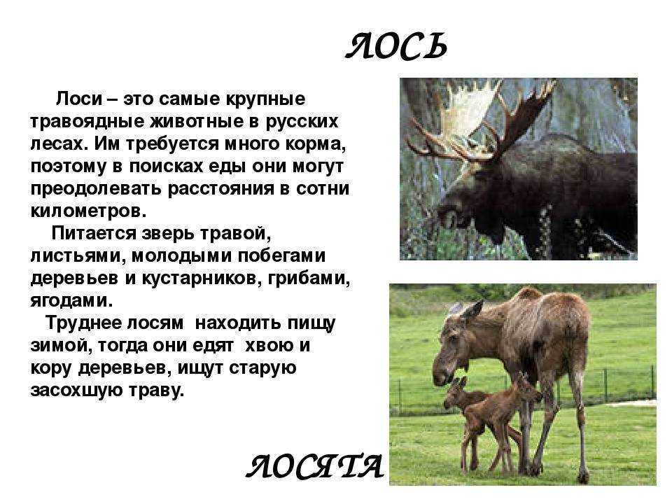 Лось: внешний вид, фото, особенности, интересные факты, среда обитания