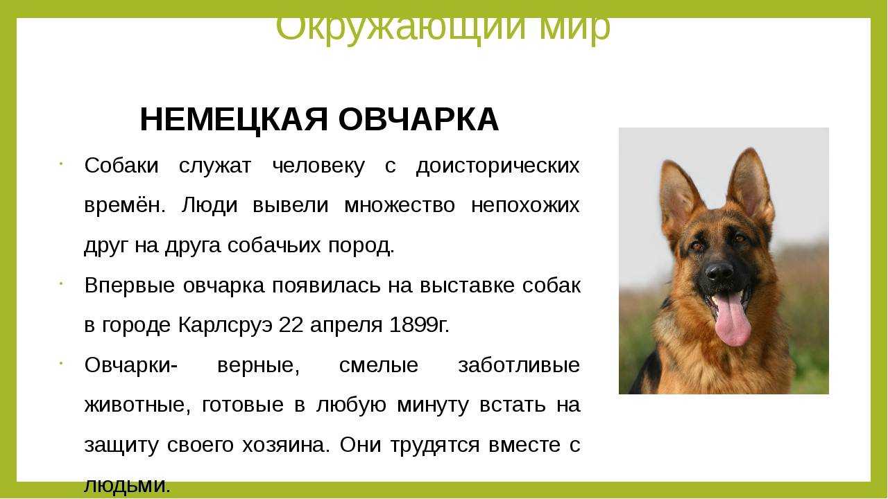 Простые рецепты для собак. кормление питомца натуралкой