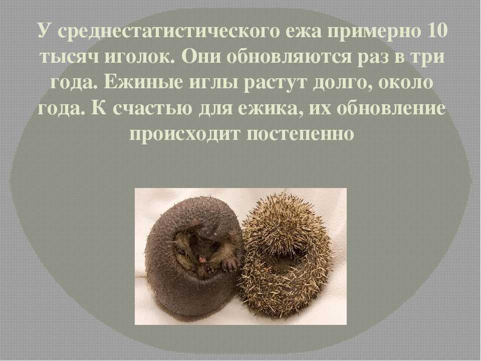 Вот почему ежики перебегают дорогу, и какой «знак» дает нам встреча с животным