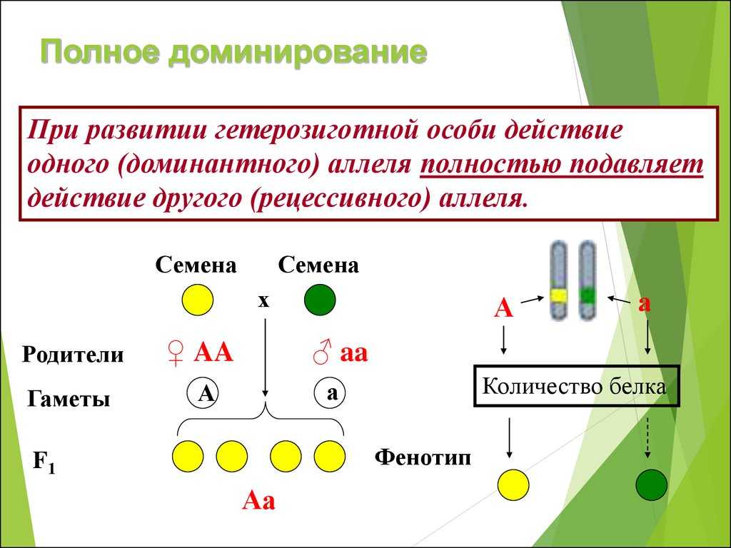 Доминантность в отношениях с точки зрения психологии