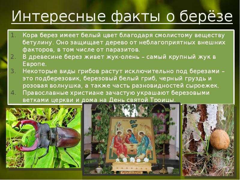 Береза - интересные факты легенды и применение