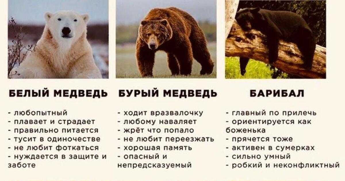 Какой самый сильный медведь в мире?
                            229