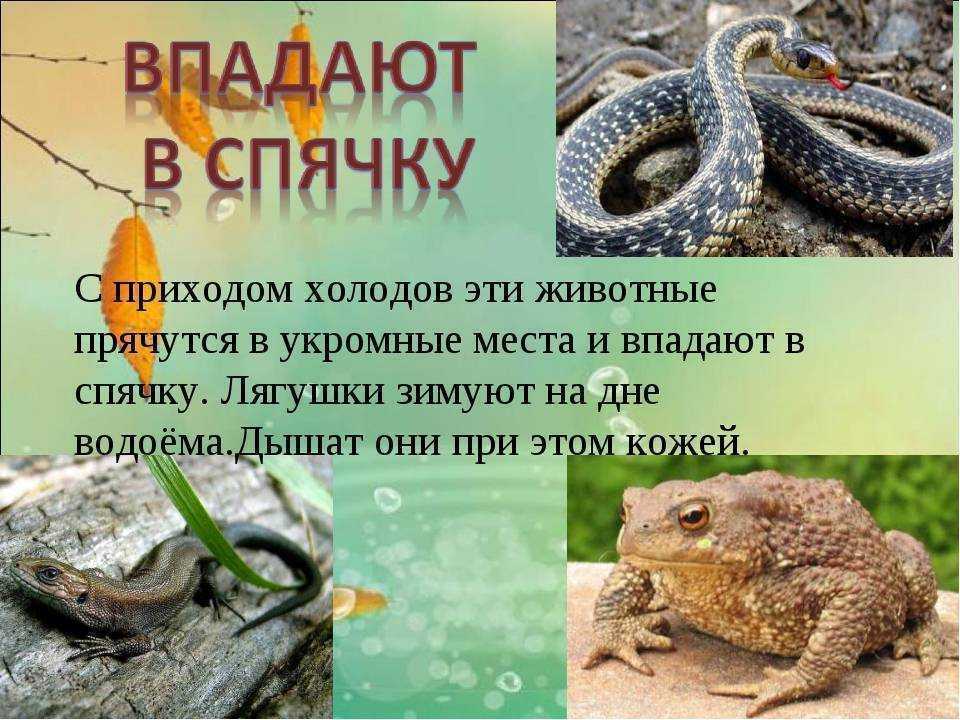 Как животные готовятся к зиме?