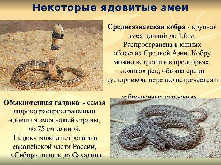 Разнообразие змей астраханской области: какие виды обитают в регионе