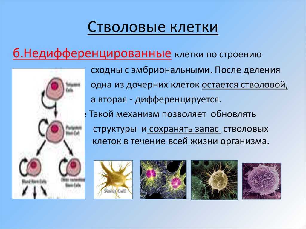 Cd138 положительные клетки: что это значит и на что обратить внимание