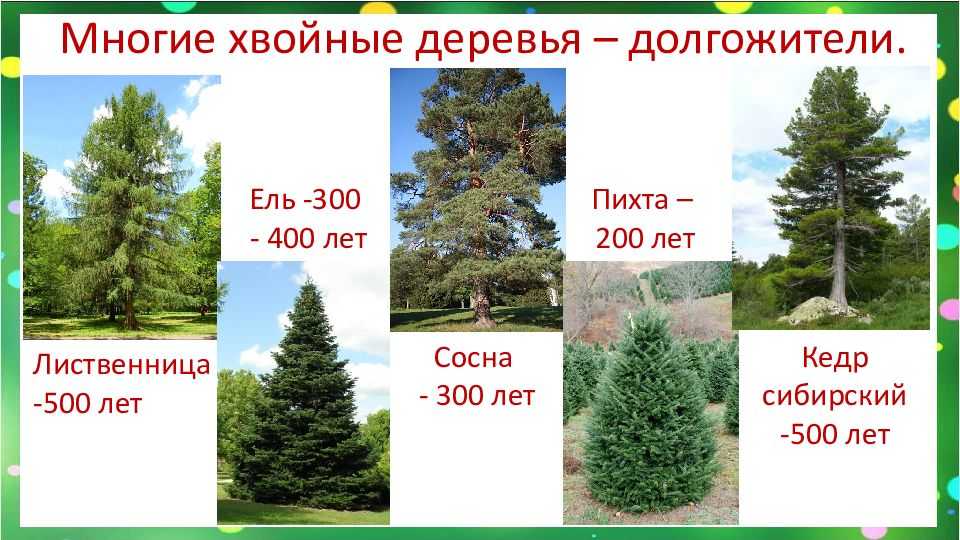 Как быстро растет дуб - znaemobovsem.ru