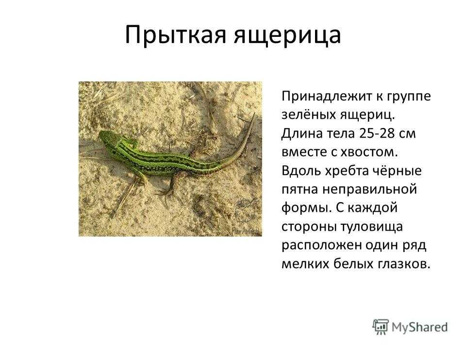 Интересные факты о ящерицах: две удивительные и непохожие друг на друга виды