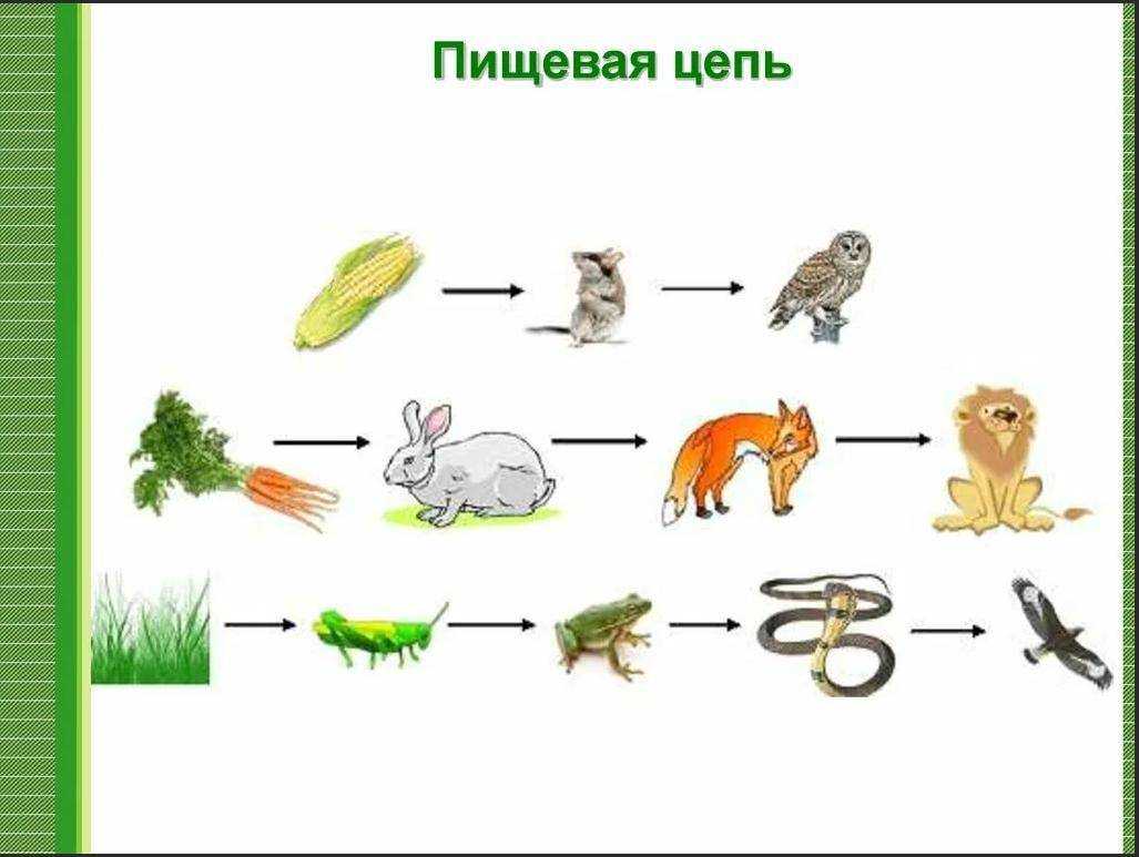 Самые эффективные народные средства от тараканов