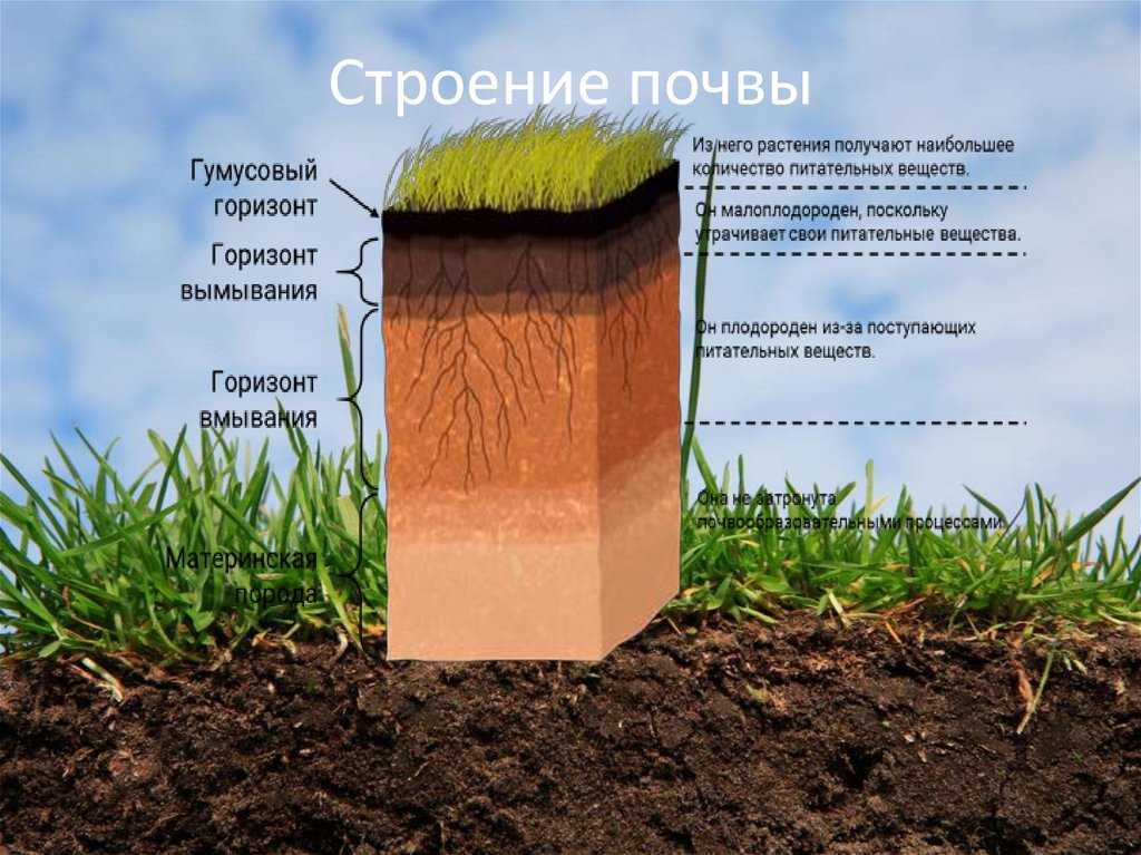 Все слои почвы по порядку в разрезе