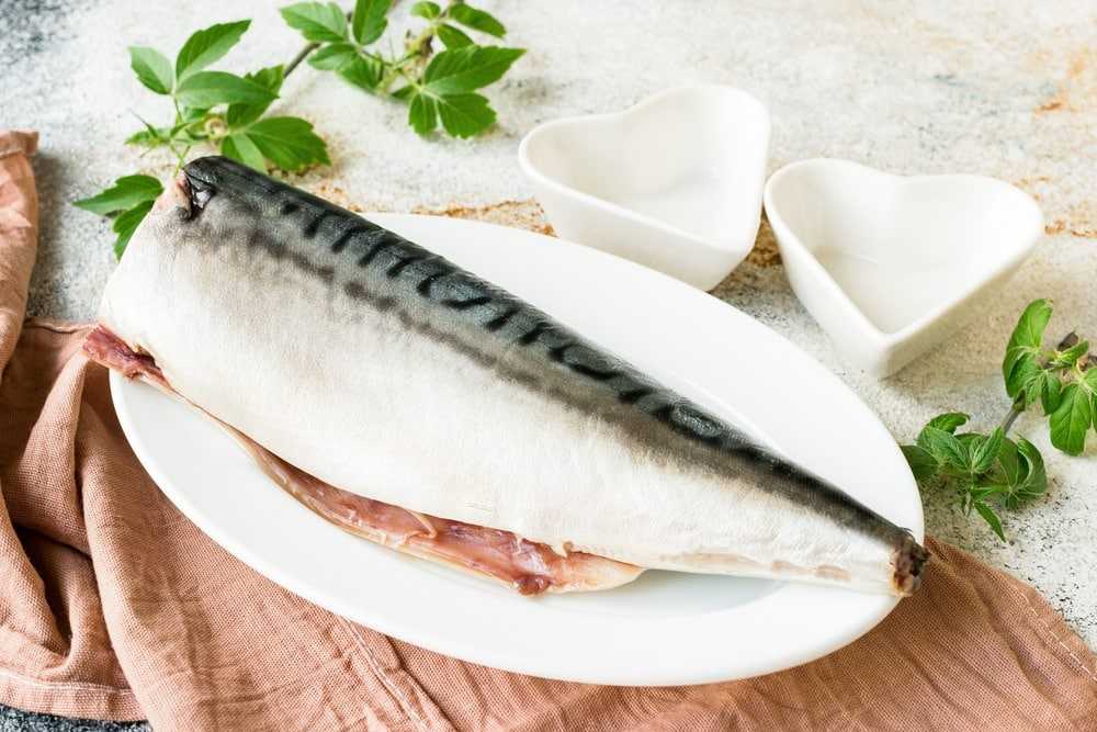 Скумбрия: обитание рыбы в морях - poiskinf.ru