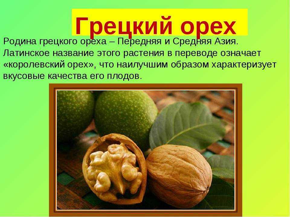 Съедобный каштан (45 фото) — как отличить, как выглядит дерево и плоды, где и как растет
