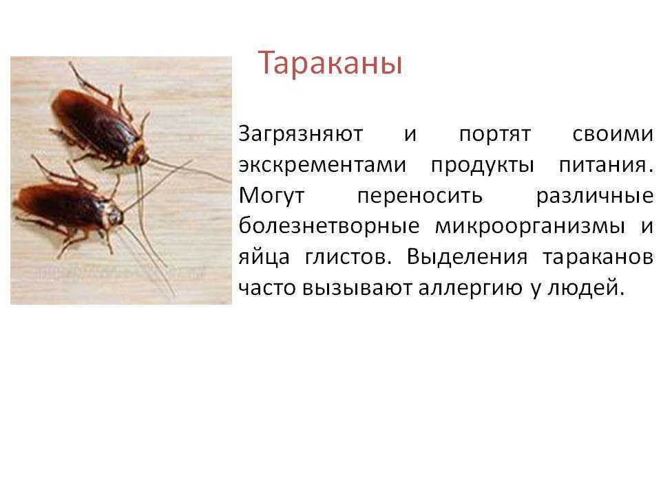 Интересные факты о тараканах и их скорости — экспертно-информационный портал о домашних питомцах и уходе за ними — petse.ru