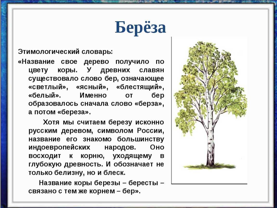 Береза — свойства, описание, применение