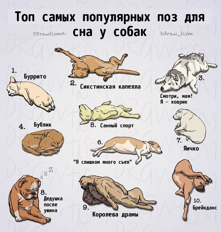 Чушь собачья: разбираемся в значении этого выражения